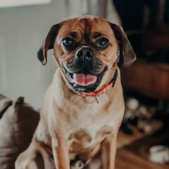 Meet your Posher, Samantha - Picture 1 of 1